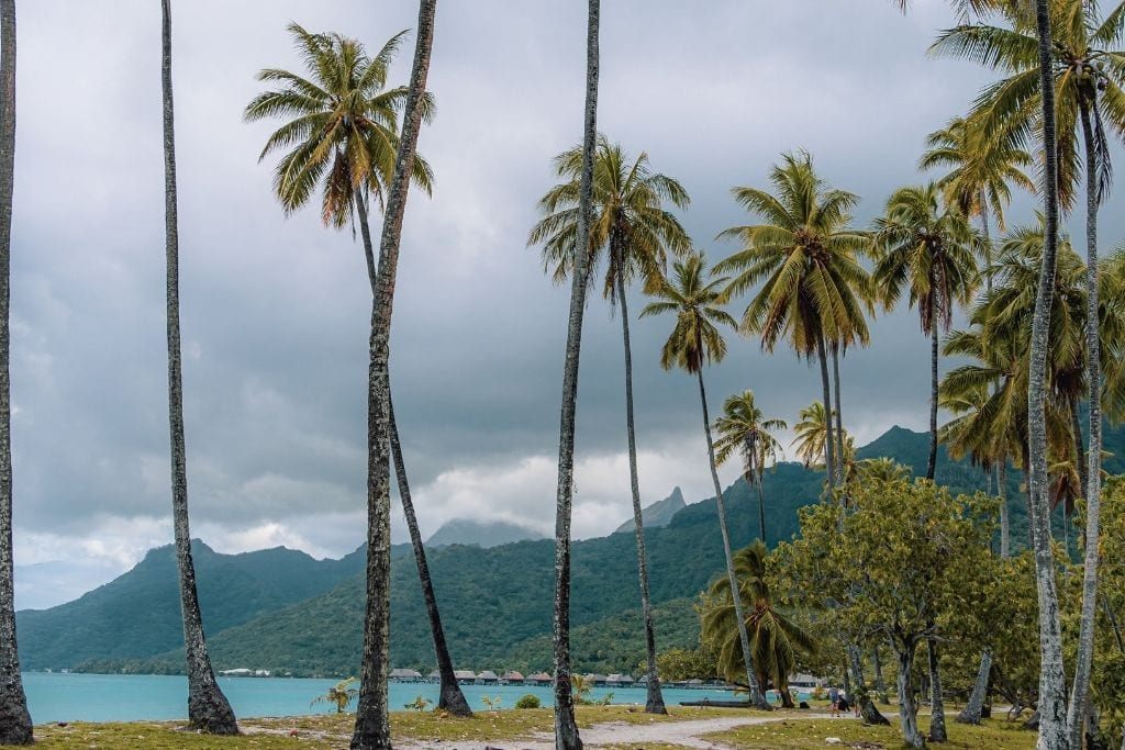 A picture of the swaying palm trees at Temae public beach. The famous overwater bungalows can be seen in the background with the mountains framing them. 
