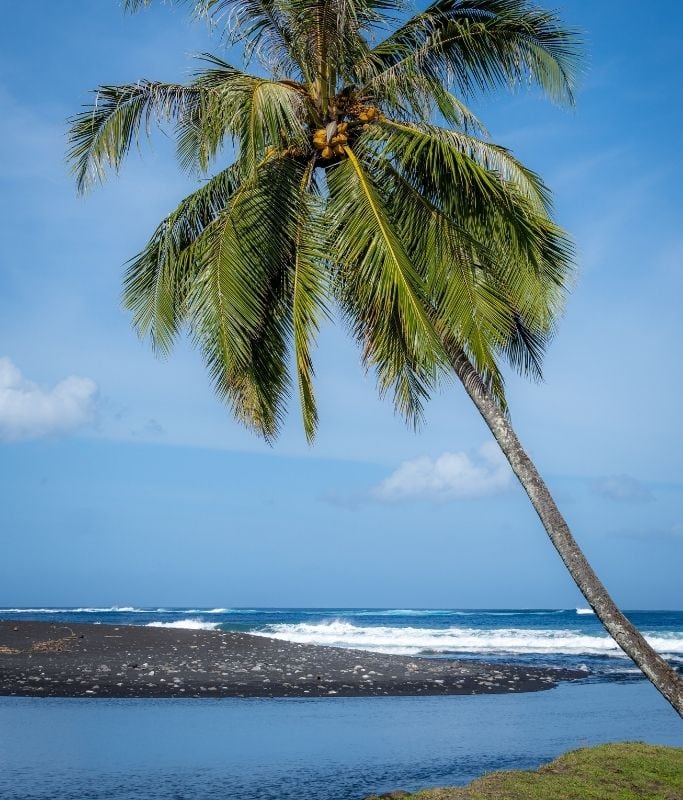 A palm tree near the popular Plage de Maui.