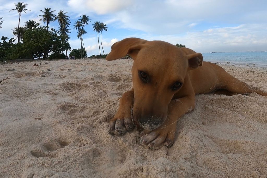 A picture of Temae Beach and one of its many friendly stray dogs. 