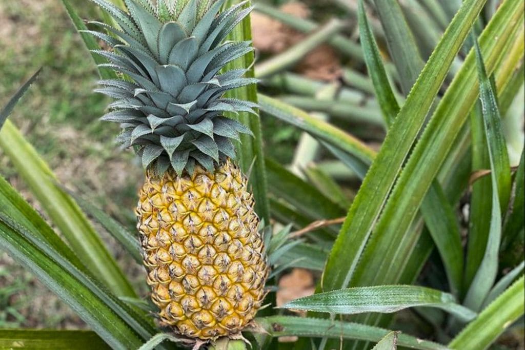 A picture of a pineapple plant that is near the Rotui Juice Factory. 
