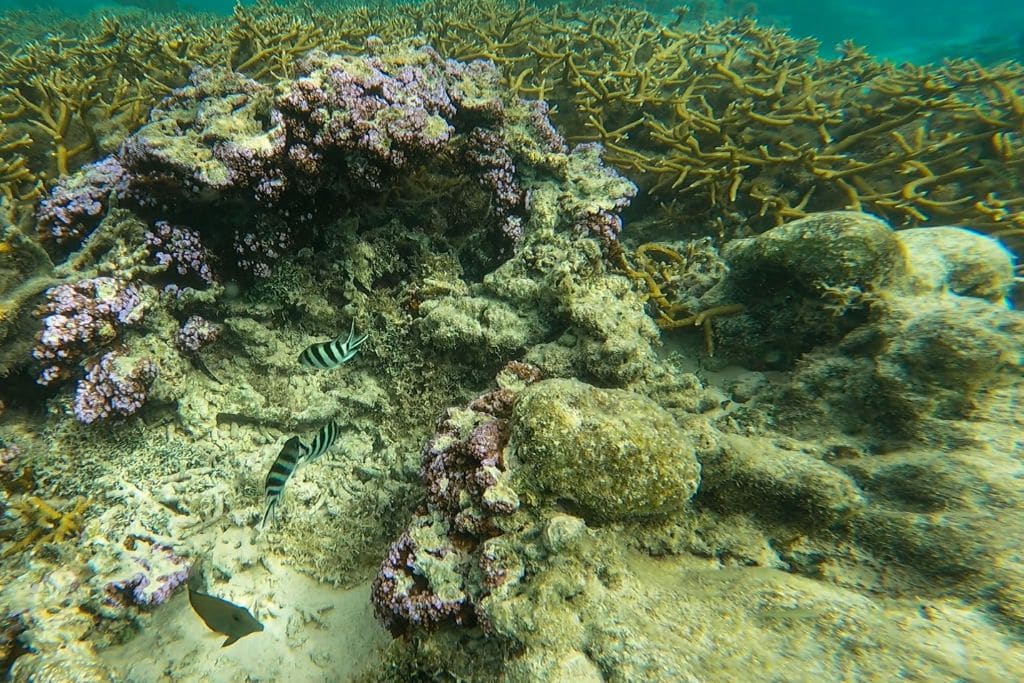 A picture of the marine life that I saw while snorkeling at Les Tipaniers Beach. Snorkeling is one of the best things to do in Moorea during a day trip. 
