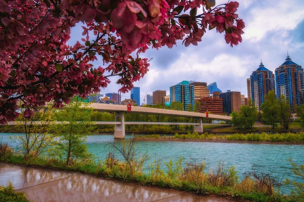 A picture of Calgary with a tree with pink leaves to the left and Bow River in the background.