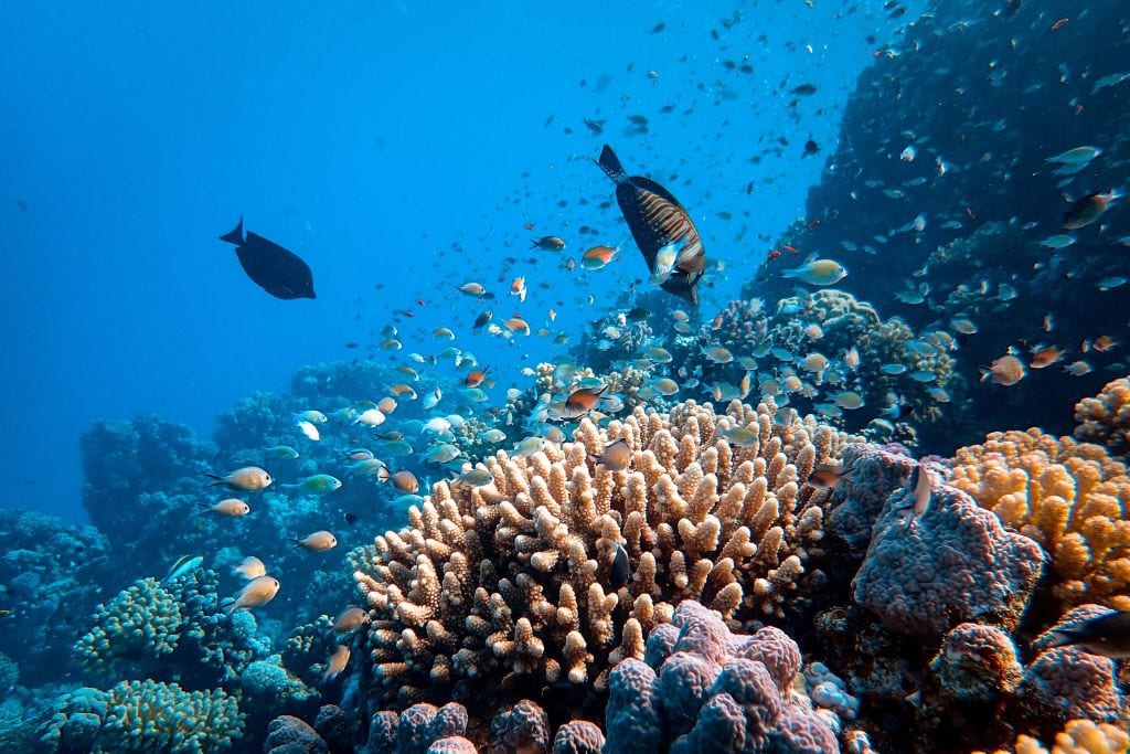 A picture of coral reef and lots of fish.