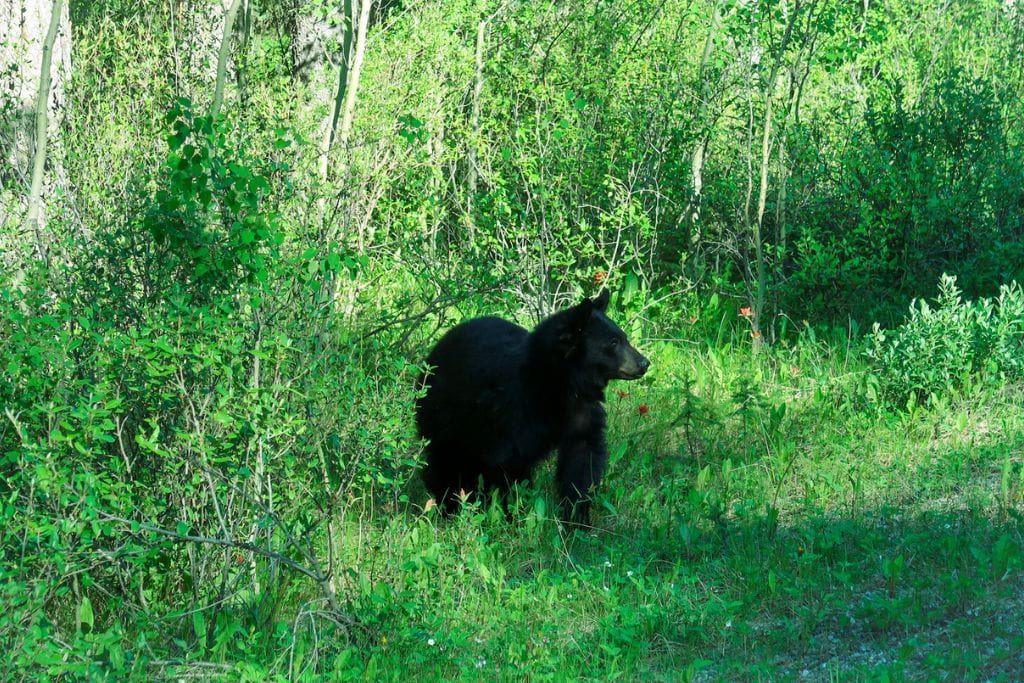 A picture of a little black bear that Kristin say while going along Bow Valley Parkway.