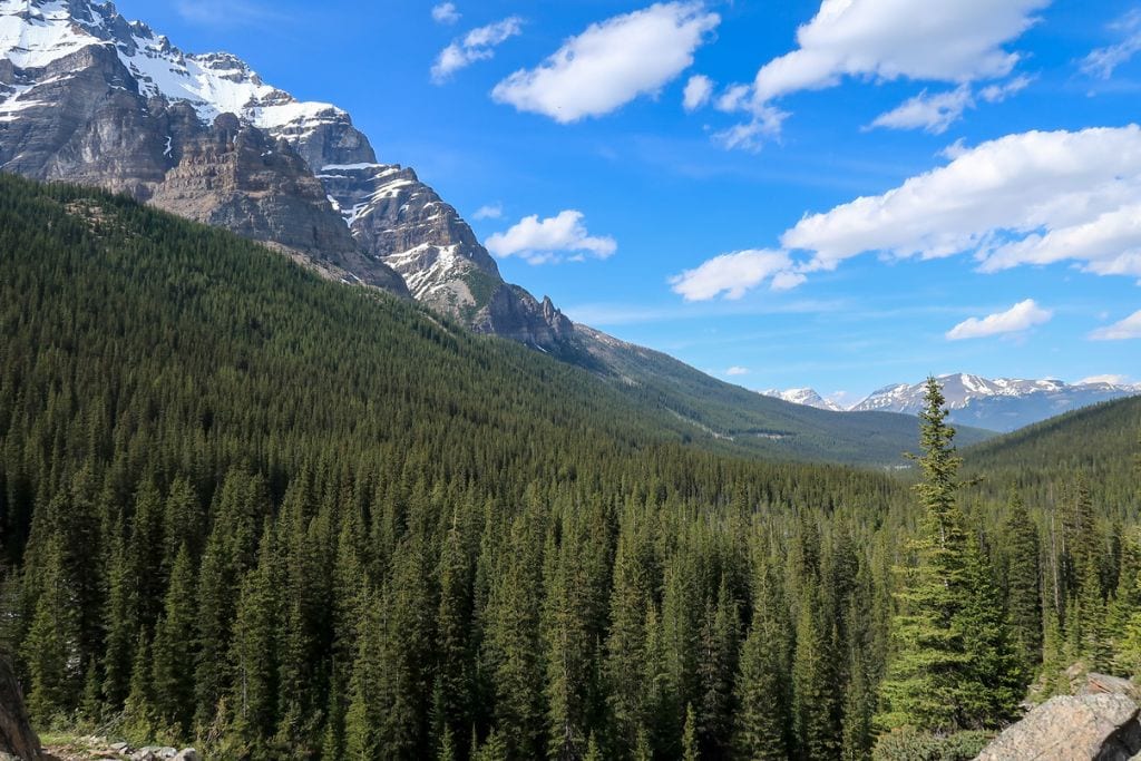 A picture of the dense evergreen trees in Banff National Park. This picture was taken in the beginning of June, which is considered the beginning of peak season.