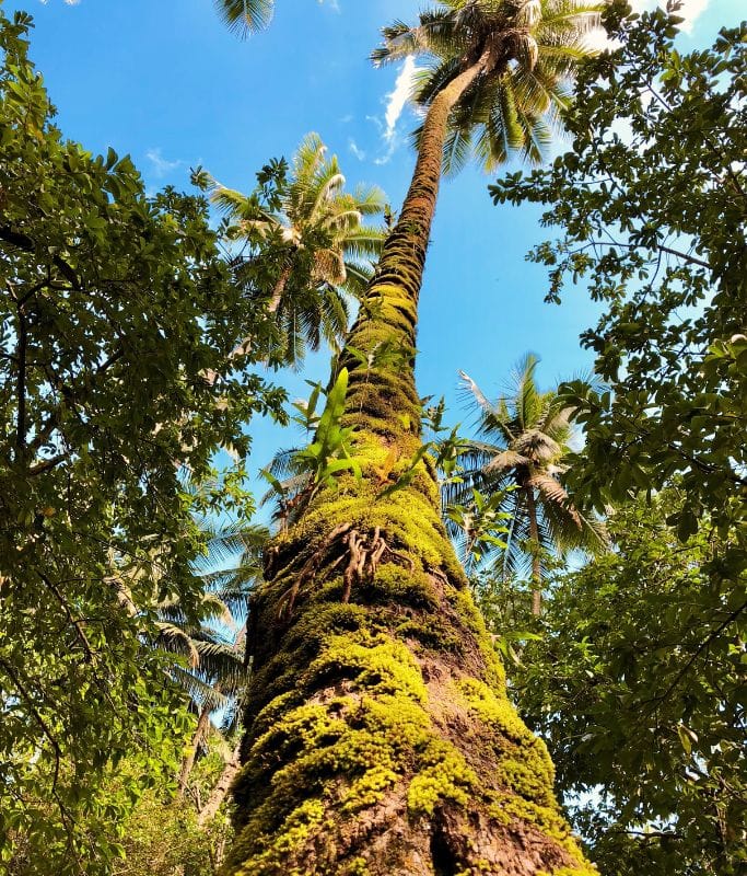 A picture of a palm tree located on Tahiti. You can also see bright blue skies in the background. 
