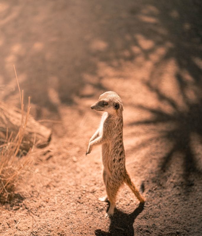 Picture of a meerkat that is standing on it legs. You can see lots of these adorable creatures the Living Desert Zoo and Gardens.