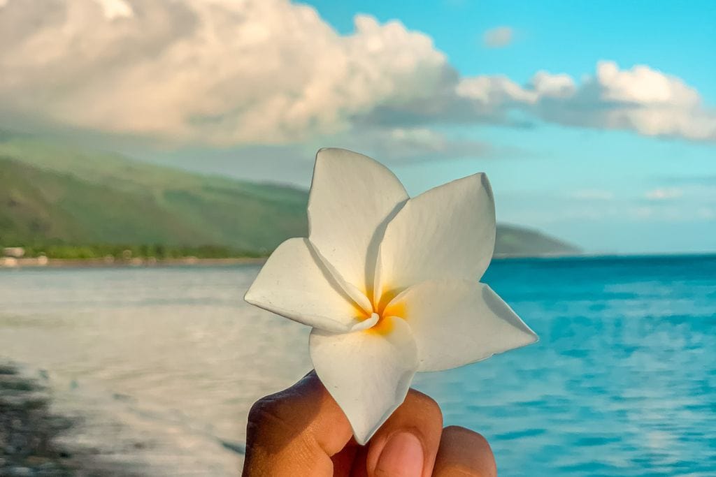 A picture of a Tiare flower found at PK18 beach.