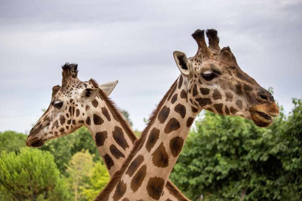 A Picture of two giraffes facing opposite directions.