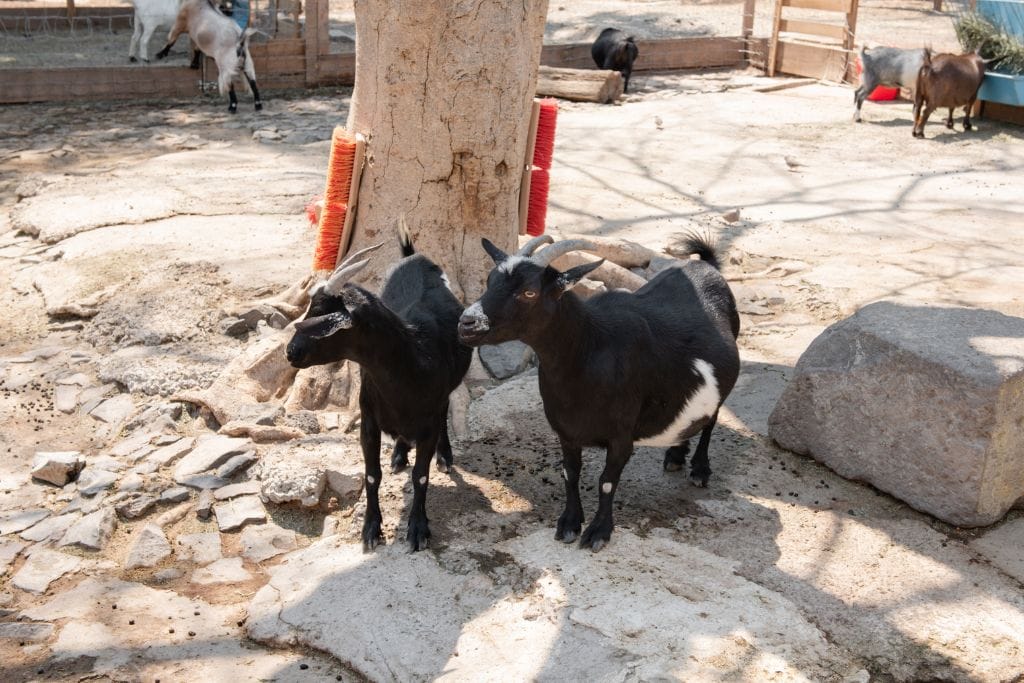Picture of two small goats that can be seen at the Petting Kraal within the Living Desert Zoo and Gardens.