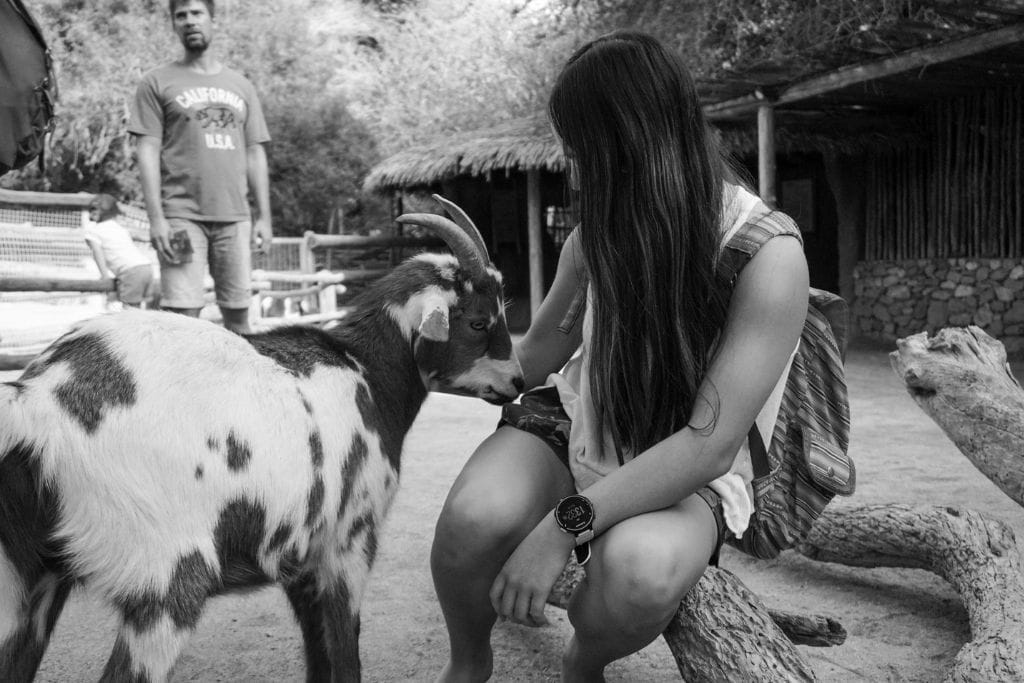 Picture of Kristin hanging out with a goat in the petting kraal at the Living Desert Zoo and Gardens. 