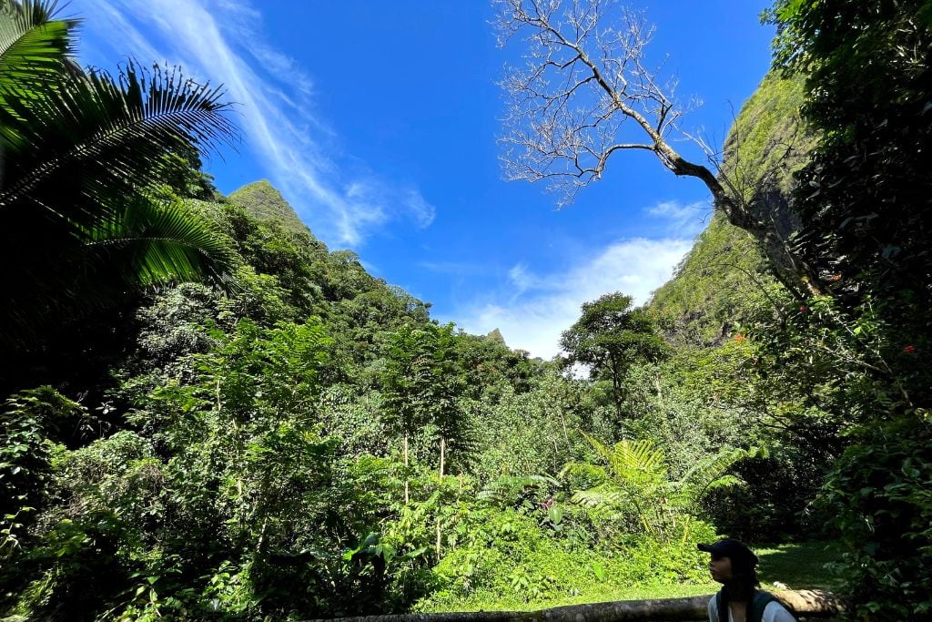 A picture of Tahiti's green interior while hiking to Fautaua Waterfall. 