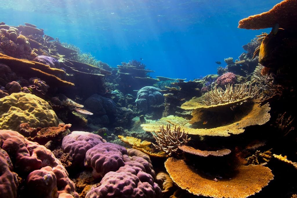 A picture of all kinds of colorful coral reefs