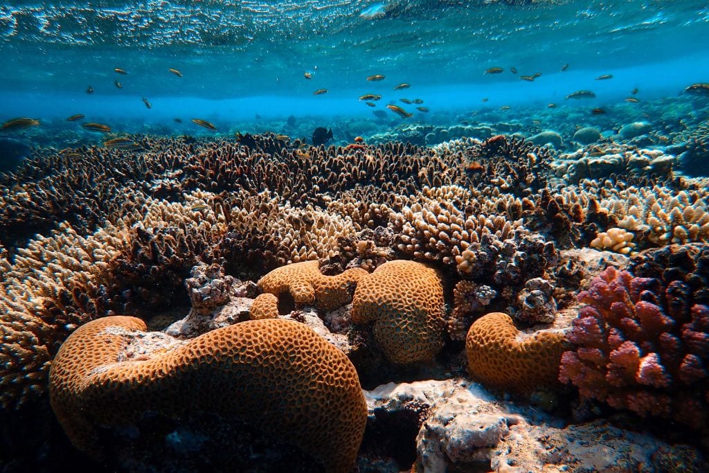 A picture of tons of different coral reefs underwater.