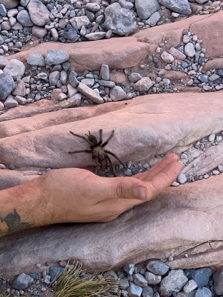 A picture of a Tarantula about to climb on a person's hand.