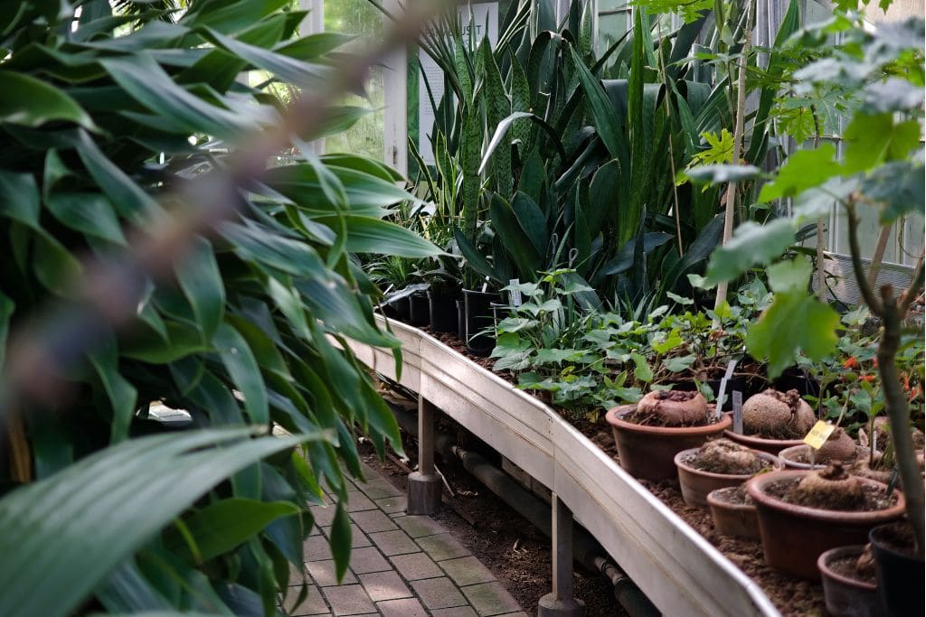 A picture of several plants in a greenhouse.