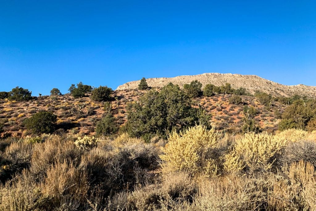 A picture of some of the plant vegetation and desert landscape at Red Rock Canyon National Conservation Area. There are lots of yellow and green shrubs.