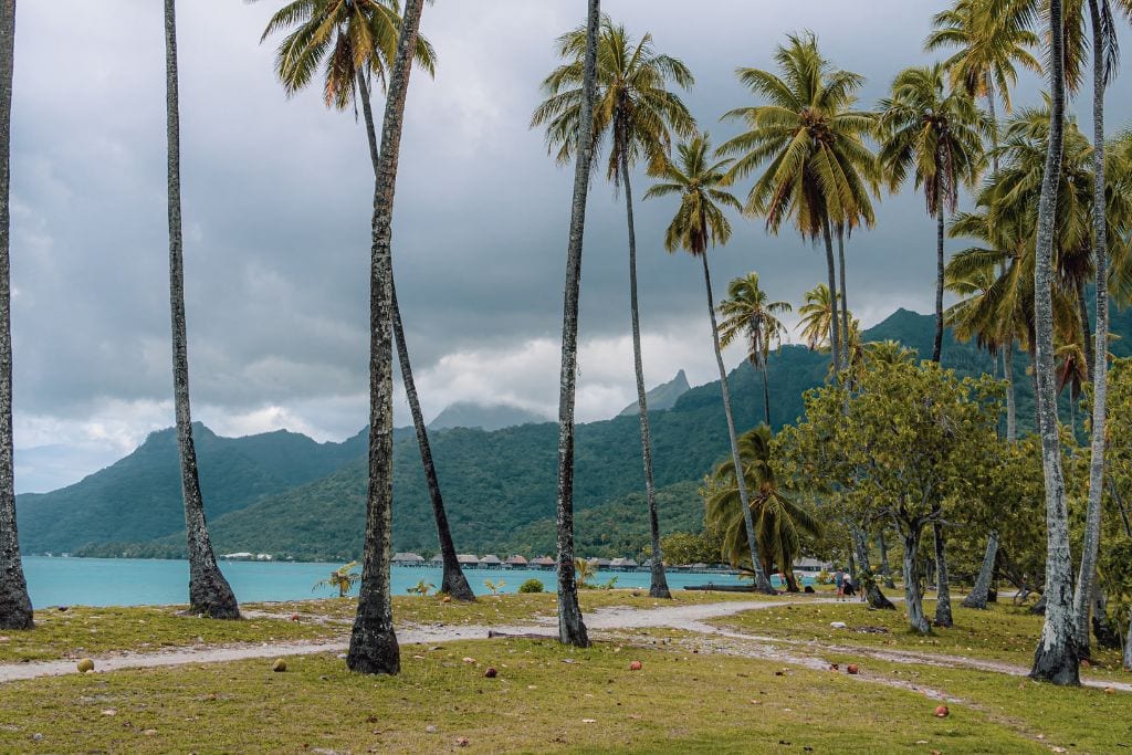 A picture of palm trees as seen from Temae Beach in French Polynesia.