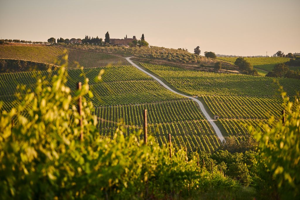 A picture of a wine vineyard and the surrounding countryside. Lyon offers many wine tours in and around the city.