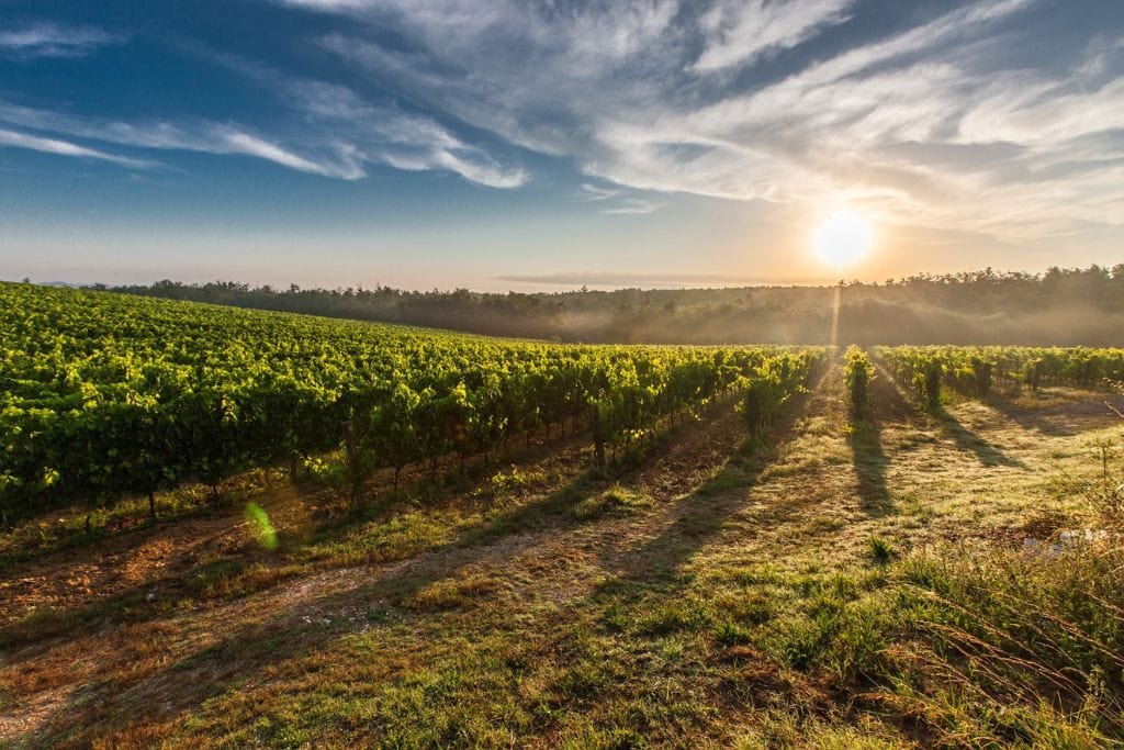 A picture of a vineyard during sunrise. Many fo the Lyon Wine tours leave early in the morning and only last a few hours. Thus, you'll be able to taste the local French culture as well as do other things around the city.