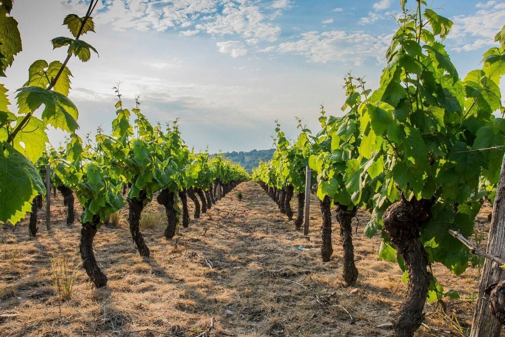 A picture of more vineyards with a bright blue sky in the background.