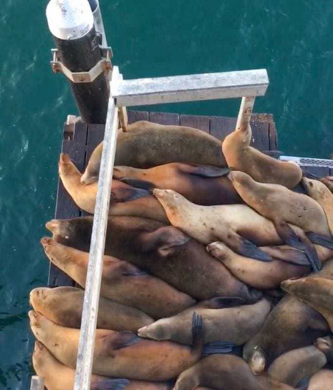 A picture of lots of seals resting on top of a wooden dock near the Santa Cruz Wharf.