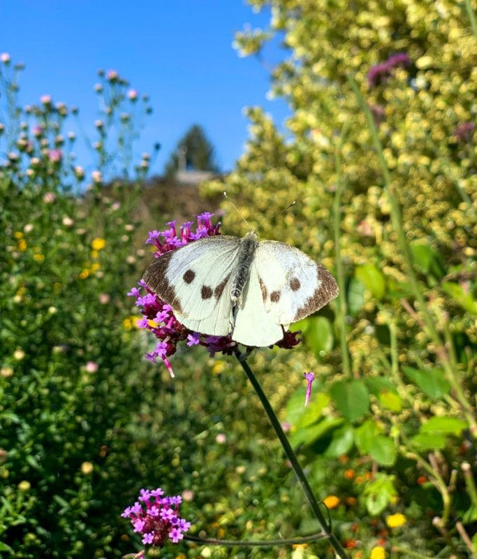 A picture of a white butterfly landing on a flower in Monet's Gardens.