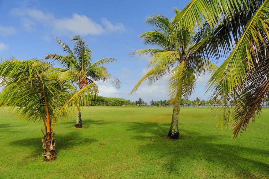 A picture of a park with several palm trees in Guam.