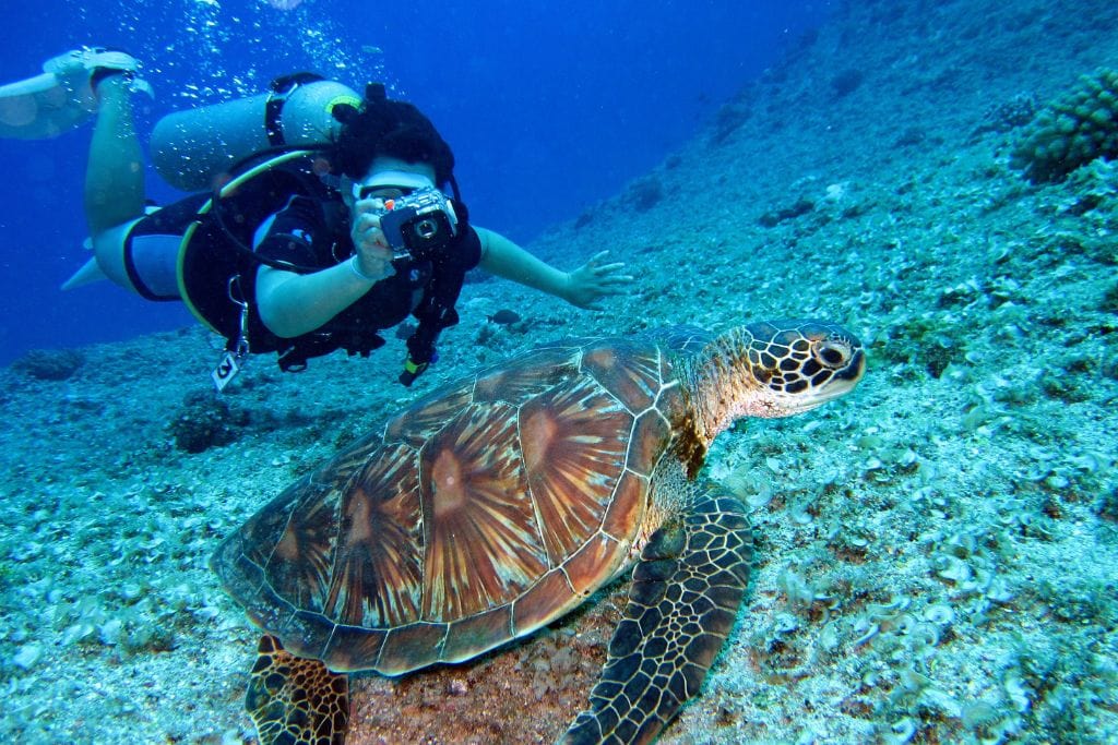 A picture of a sea turtle that was spotted in guam with a diver in the background!