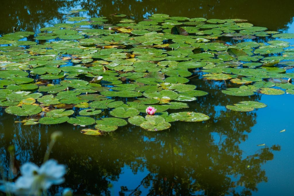 A picture of a single blossoming water lily that was seen during Kristin's Day Trip from Paris to Giverny.