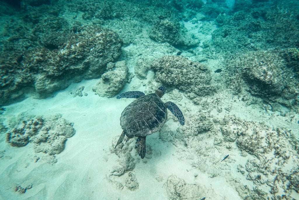 A picture of a turtle that Kristin saw while snorkeling. Try one of the snorkeling tours in Guam if you want to see turtles and other sea creatures up close!