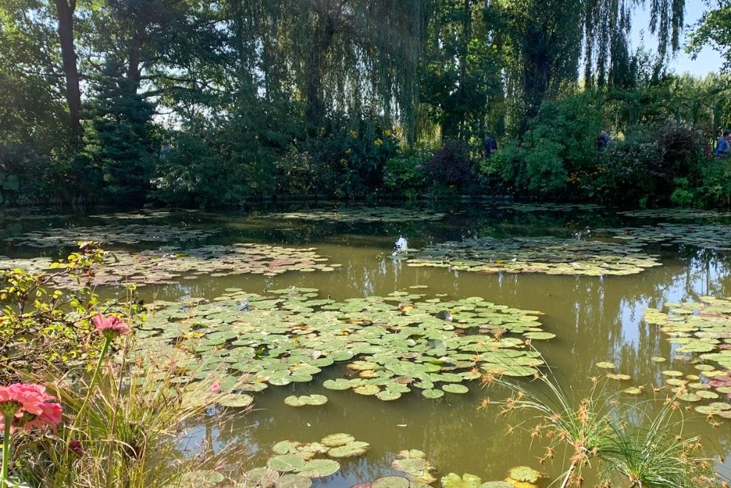 A picture of the a group of lily pads and some water lilies that were seen in Monet's water lily pond.