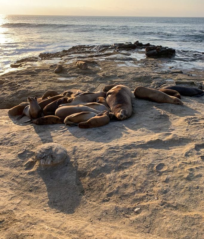 A picture of a bunch of seals and sea lions that can be found at La Jolla Cove.