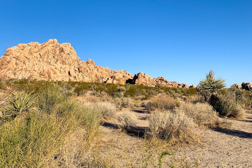 A picture of towering rock formations and green flora in Joshua Tree National Park. It's an easy day trip from Palm Springs and there are lots of tours.