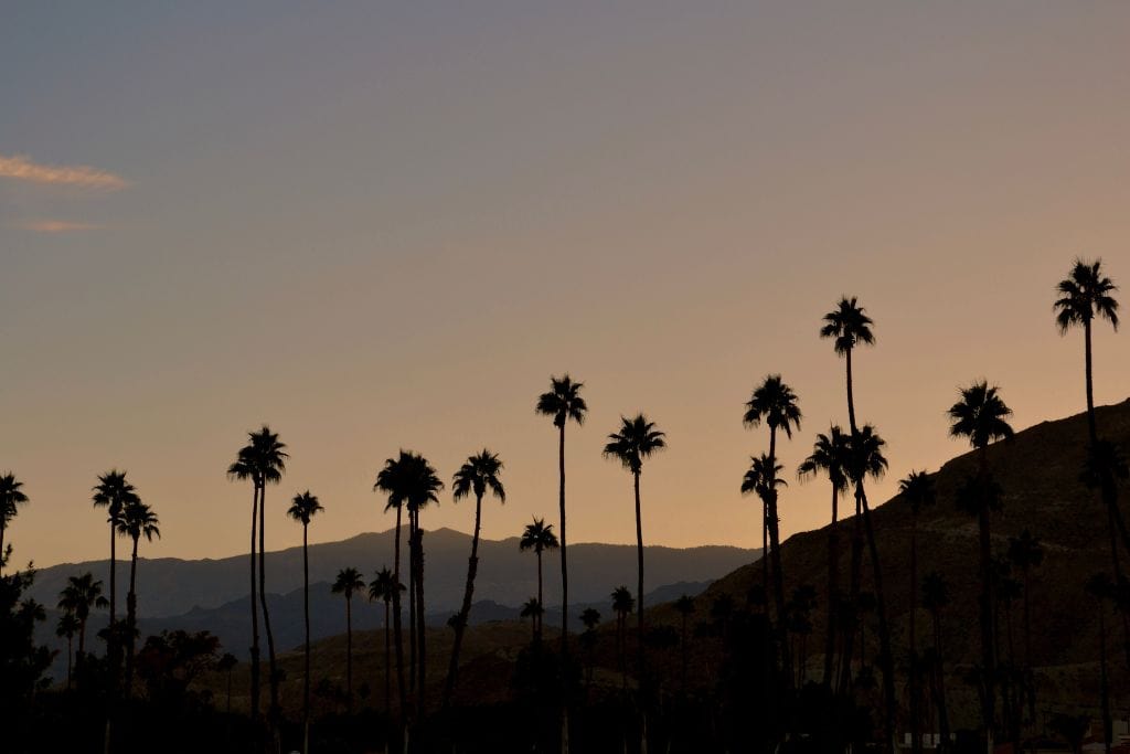 A picture taken at sunset with the silhouettes of palm trees and the palm desert mountains.