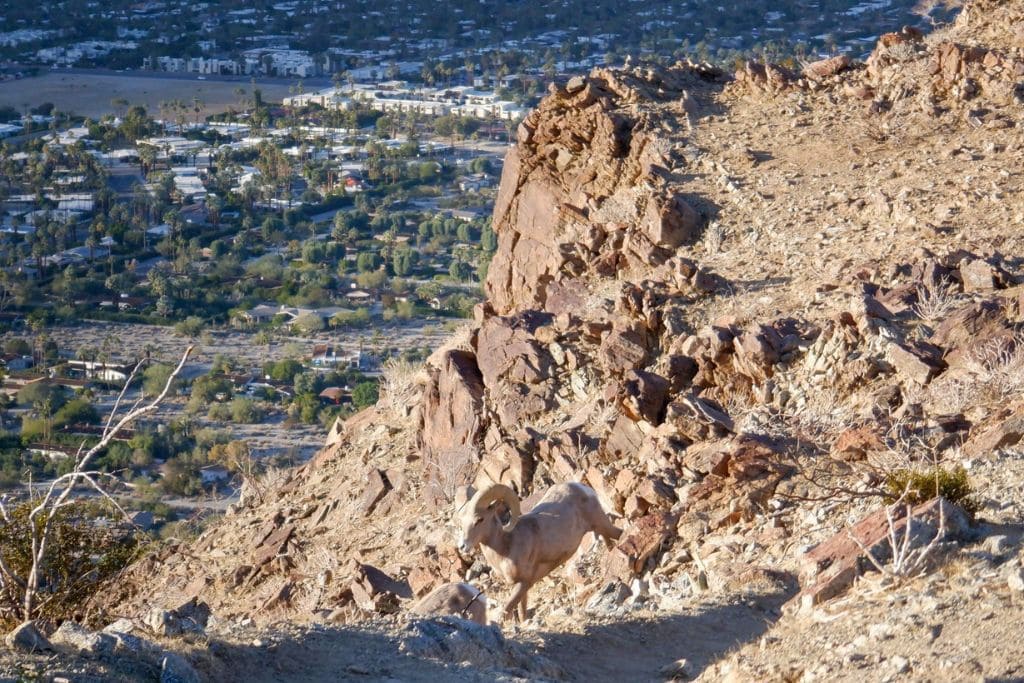 A picture of a big horn sheep leaping on the mountains that overlook the Palm Springs area.