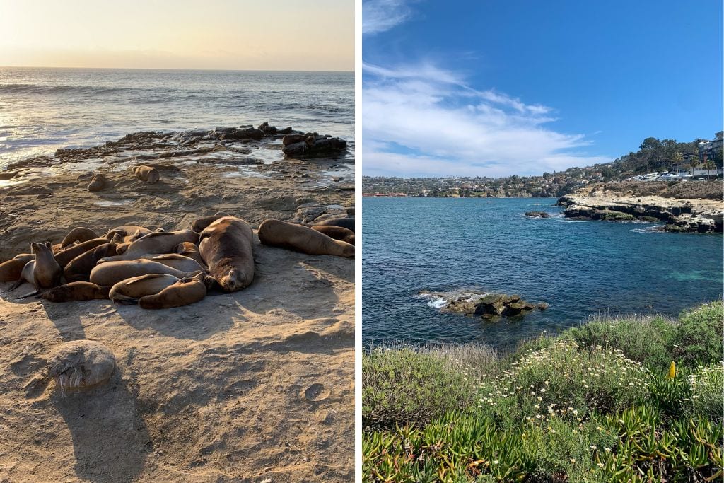 Two pictures. The left picture is of a bunch of seals and sea lions that can be found at La Jolla Cove. The right picture is of the blue ocean and coastline. La Jolla Cove is one of the most walkable areas in San Diego! 