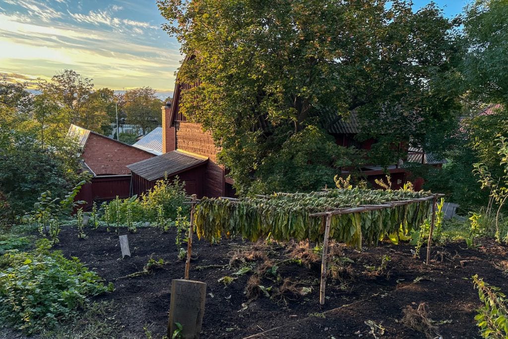 A picture of a garden in Skansen. For those interested in a slower, more education activity, then Skansen is well-worth the visit.