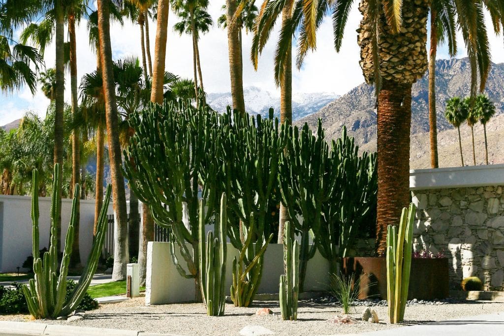 A picture of a mid-century home with lots of cacti and palm trees.