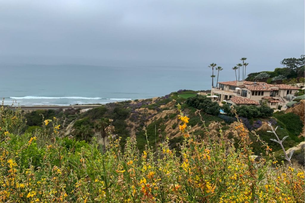 A picture of yellow flowers, the coastal bluffs, and a fancy beach house near Torrey Pines.