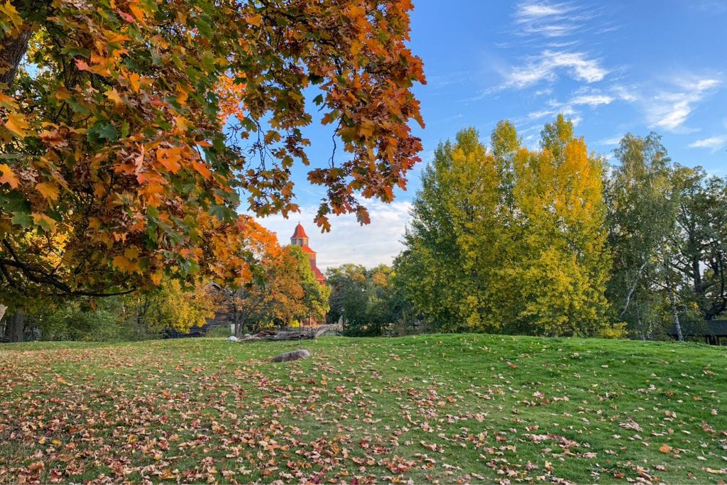 A picture of the fall colors at Skansen.