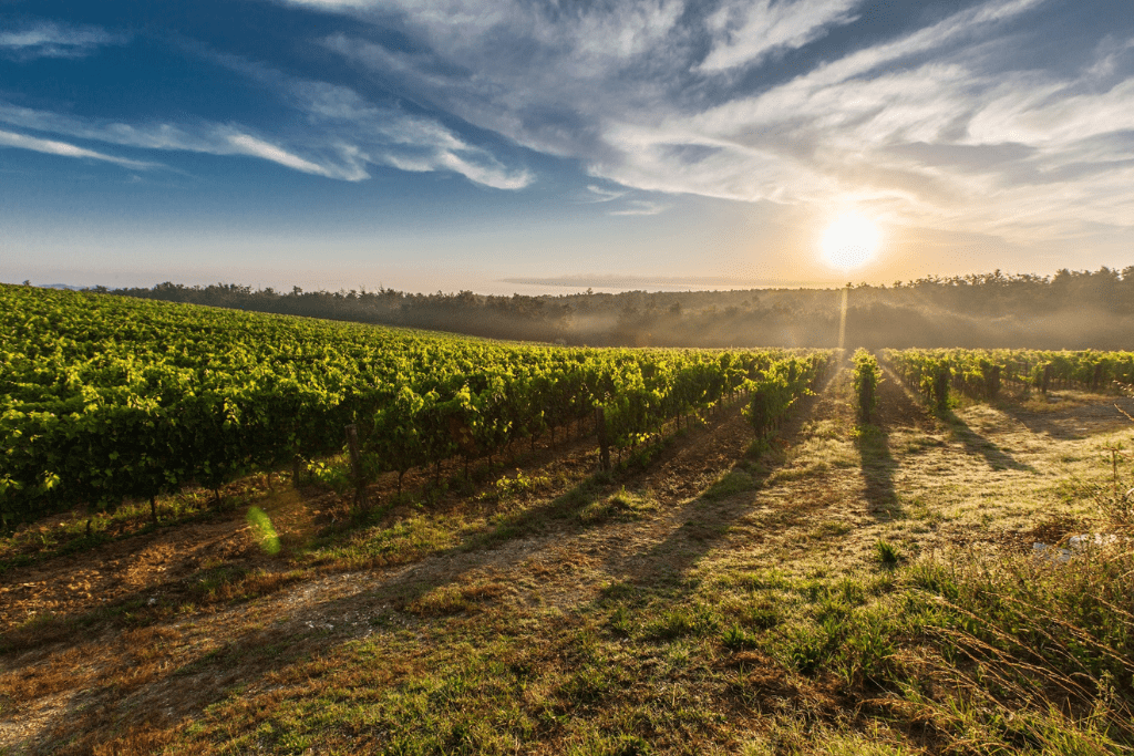 A picture of a wine vineyard.