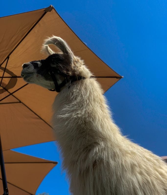 A picture of the head of a llama Kristin saw while at Goat Yoga.