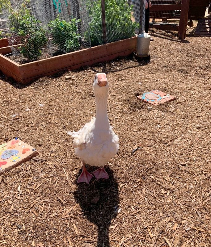 A picture of a duck that was at the farm.