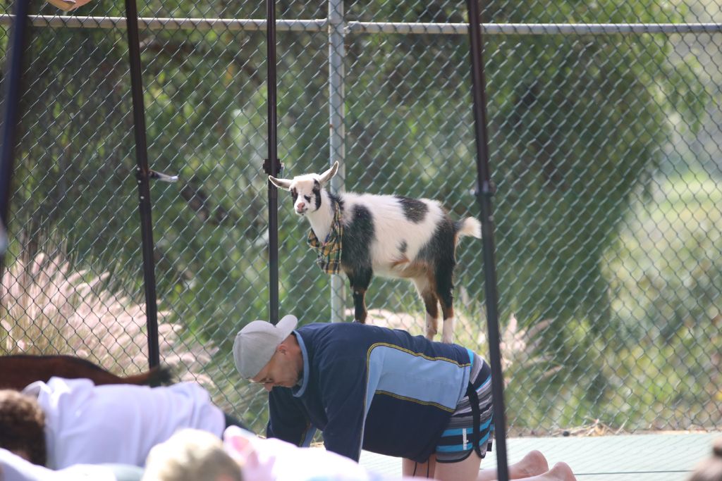 A picture of a goat on top of a person doing goat yoga while in San Diego.