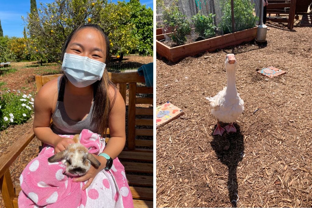 Two pictures. The left picture is of Kristin holding a fluffy bunny. The right picture is of a duck that was at the farm.