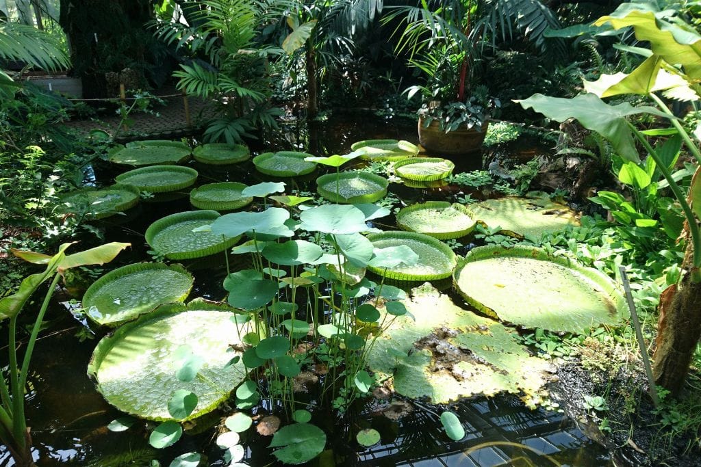 A picture of lily pads found in the Geneva Botanical Garden and Greenhouse. Despite the fact Geneva is not the capital of Switzerland, there are still plenty of things to do and see.