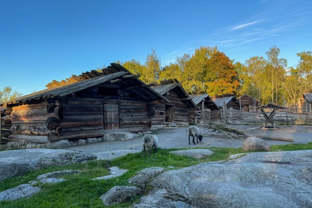 A picture of old buildings from centuries ago and some sheep in front of them at Skansen Museum.