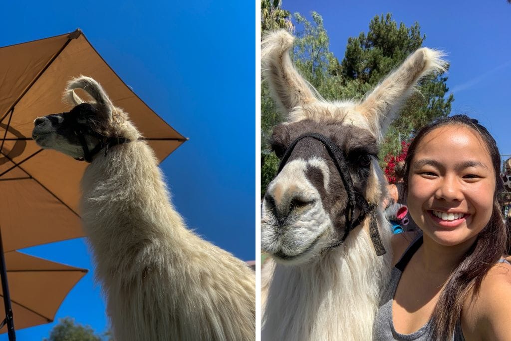 Two pictures. The left picture shows the head of a llama. The right picture shows Kristin taking a selfie with a llama after doing goat yoga in San Diego.