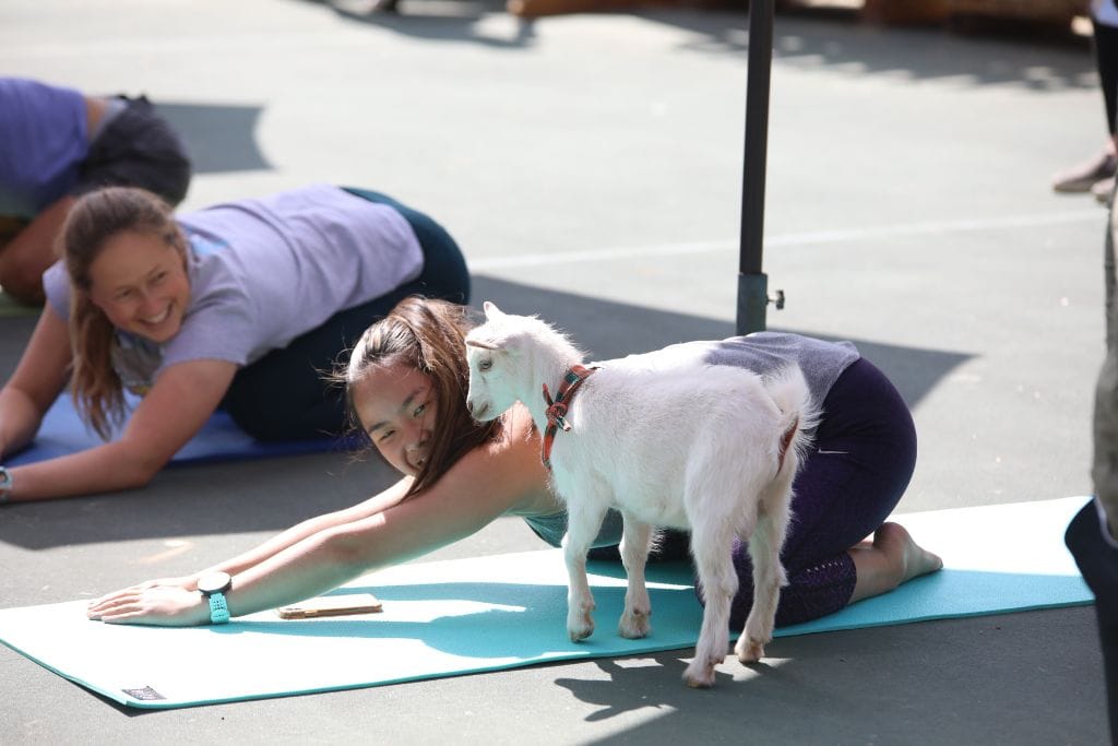 A picture of Kristin and her roommate looking at a nearby baby goat while attempting to focus on yoga.